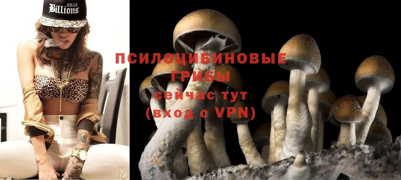 Псилоцибиновые грибы Cubensis  Артёмовск 